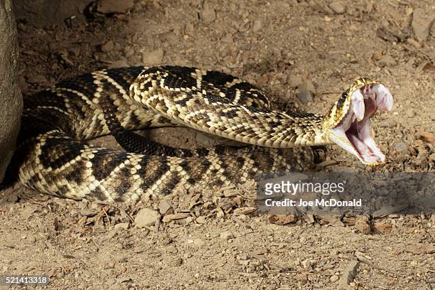 eastern diamondback rattlesnake - attaquant photos et images de collection