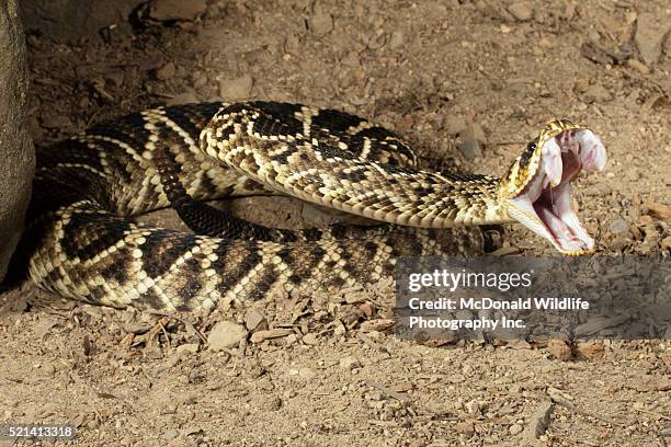 eastern diamondback rattlesnake - mordere foto e immagini stock