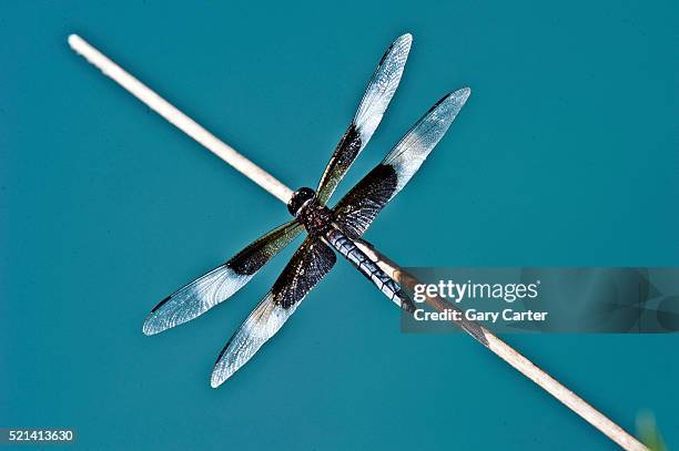 dragonfly - amerikanische-bundesstaatsgrenze stock-fotos und bilder