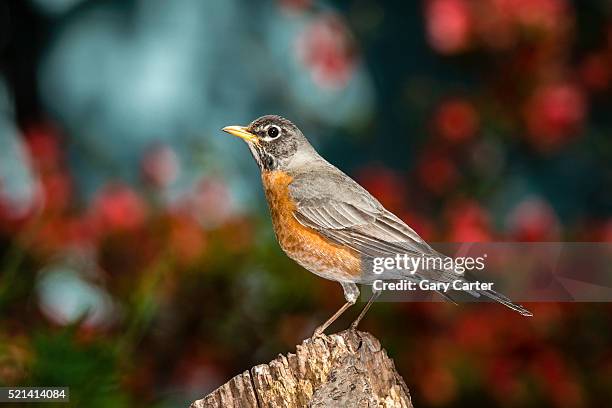 american robin - robin stock pictures, royalty-free photos & images