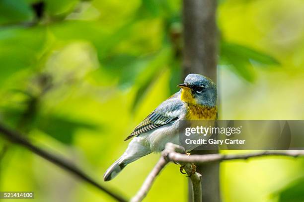 German Parula 88 Parula Stock Photos, High-Res Pictures, and Images - Getty Images