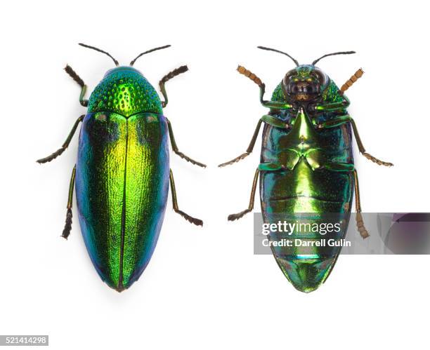 Jewel Beetle Sternocera Aequisignata In Bright Green Top And