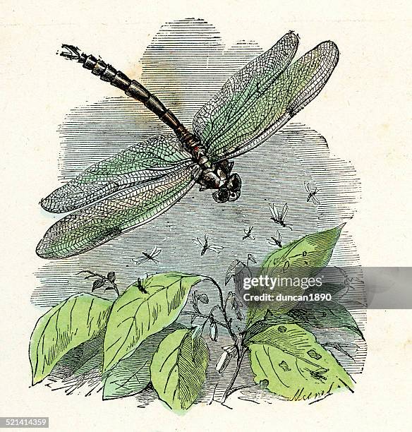 stockillustraties, clipart, cartoons en iconen met dragonfly - lithograph