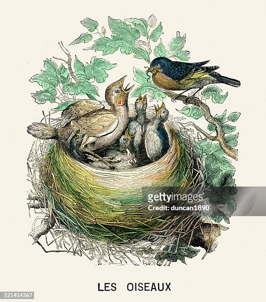 cuckoo in the nest - bird's nest stock illustrations