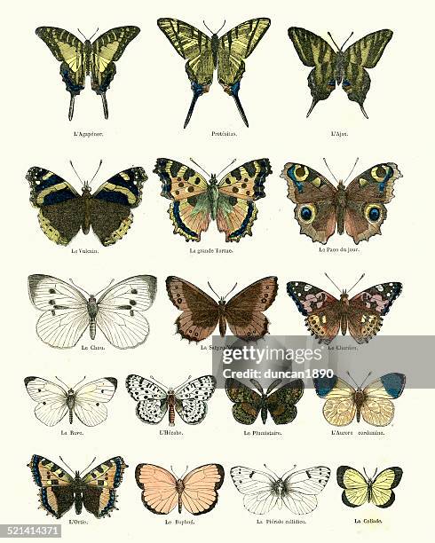 butterlies - comma butterfly stock illustrations