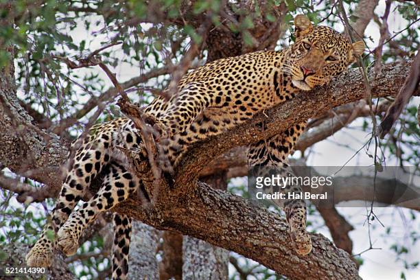 leopard resting in a tree - tarangire national park 個照片及圖片檔