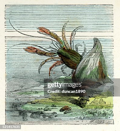 Hermit crab Hermit crab