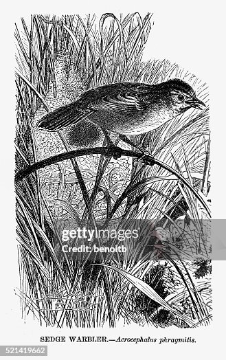 Sedge Warbler Sedge Warbler