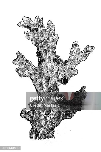 Lung lichen (Sticta pulmonacea) Lung lichen (Sticta pulmonacea)