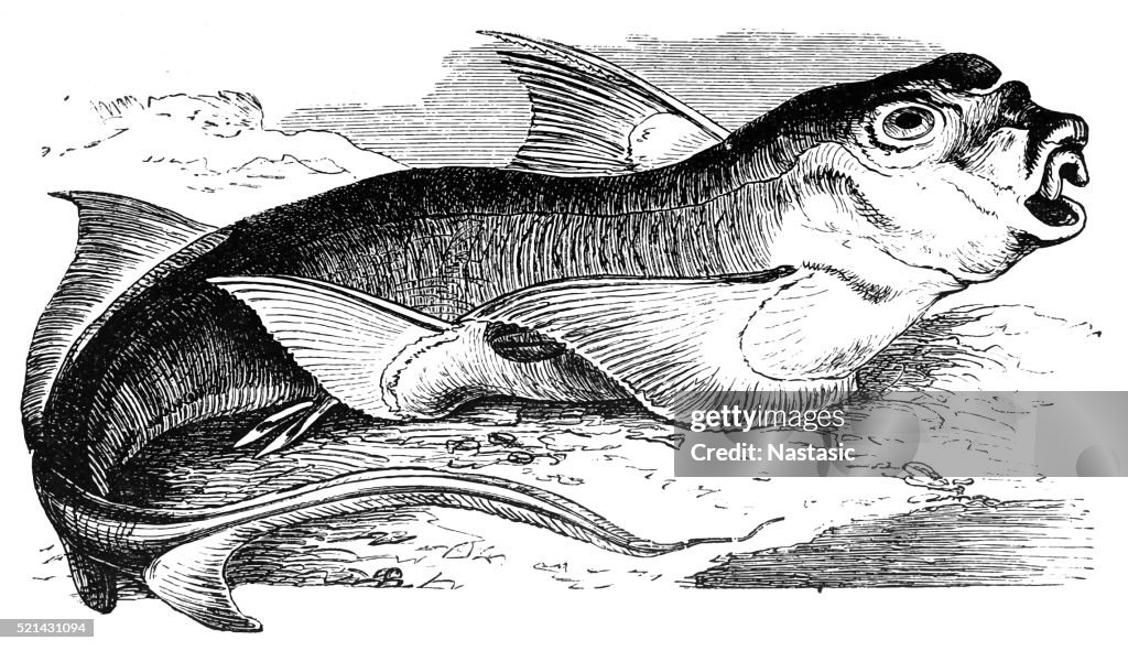 Rabbit fish (Chimaera monstrosa)