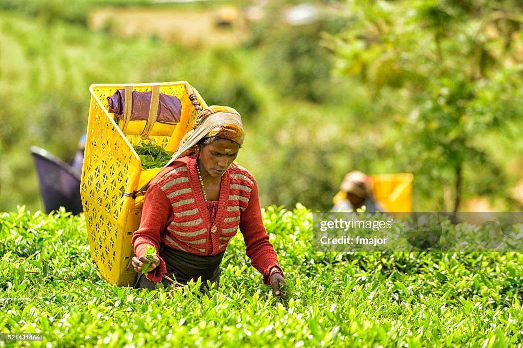 Tea Pickers in Nuwara Eliya, Sri Lanka