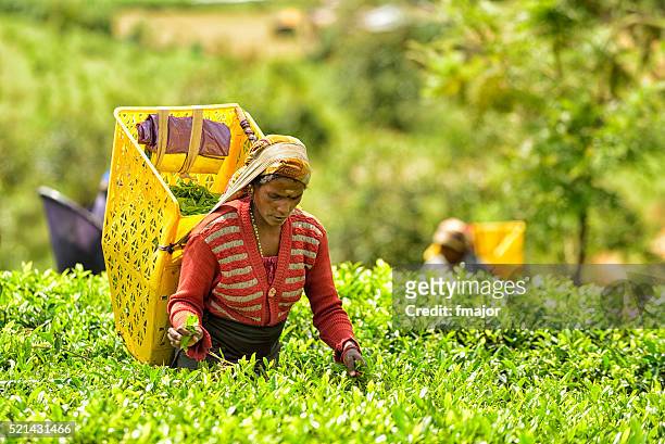 tea pickers in nuwara eliya, sri lanka - nuwara eliya stock pictures, royalty-free photos & images