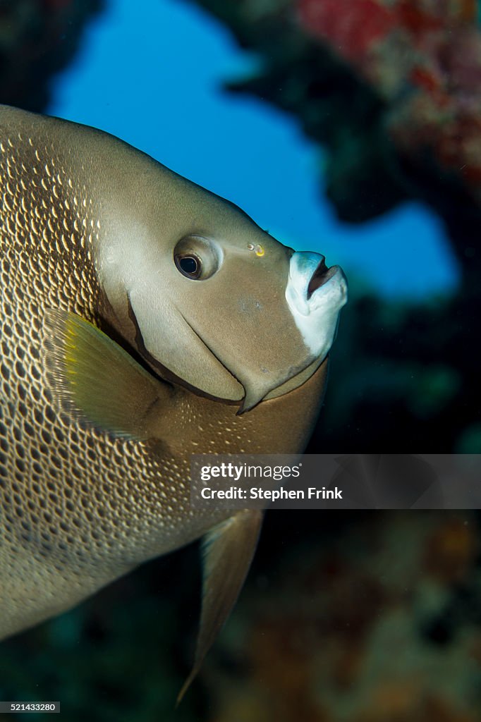 Gray angelfish (Pomacanthus arcuatus)