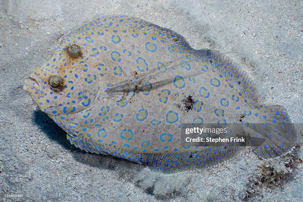 Peacock flounder (Bothus mancus)