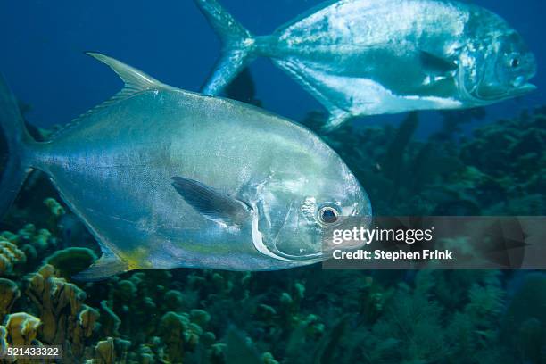 Fish Permiit Permit Fish Photos and Premium High Res Pictures - Getty Images