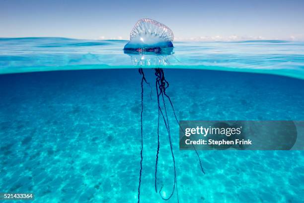 wind-driven bubble of portuguese man o'war (physalia physalis). - jellyfish - fotografias e filmes do acervo