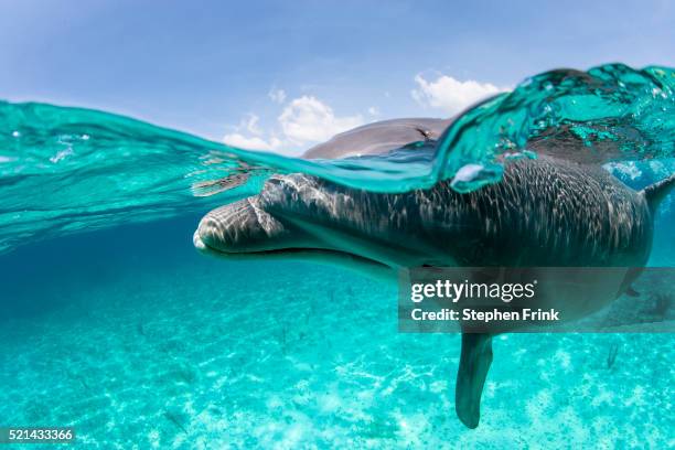 atlantic bottlenose dolphin, tursiops truncatus - grand bahama stock pictures, royalty-free photos & images