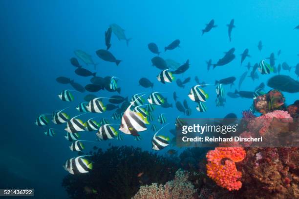 longfin bannerfish over coral reef, indonesia - longfin bannerfish stock-fotos und bilder
