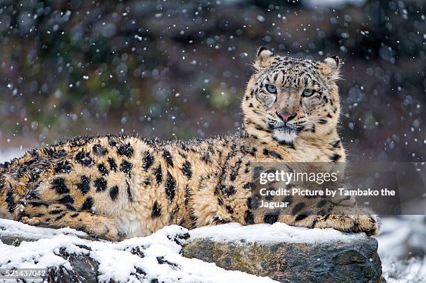 snow leopardess on a rock - snow leopard stock-fotos und bilder