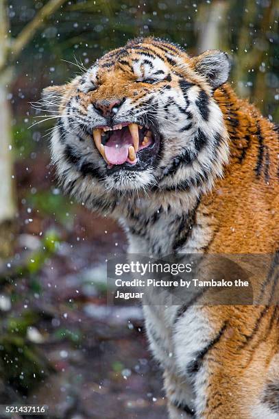 tiger showing flehmen response - flehmen behaviour foto e immagini stock