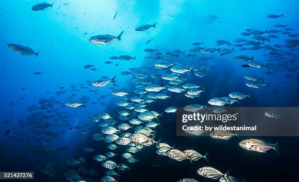 jackfish at roca partida - revillagigedo stock pictures, royalty-free photos & images