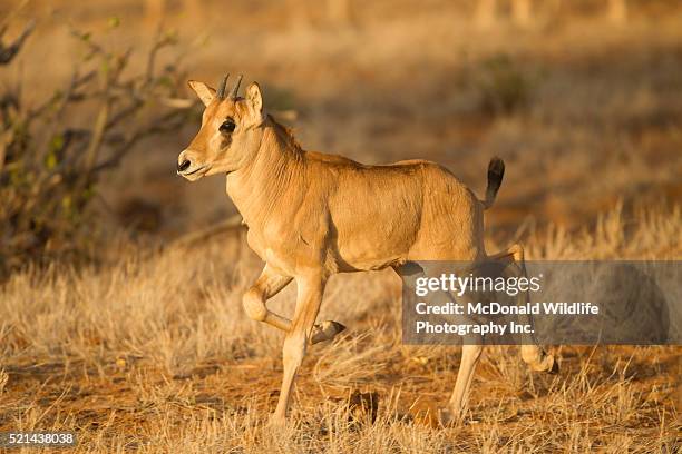 Beisa 183 Beisa Stock Photos, High-Res Pictures, and Images - Getty Images