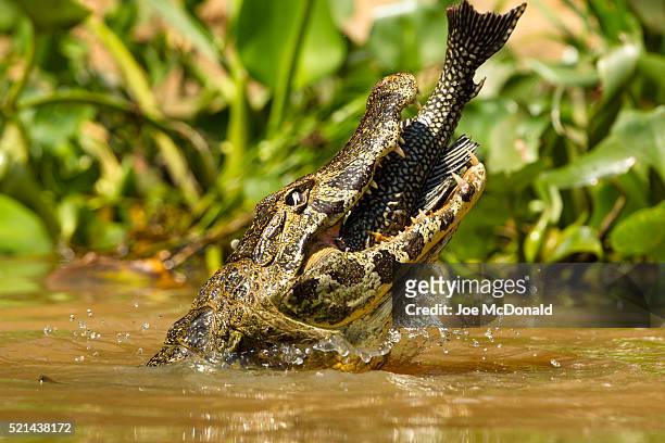 spectacled caimen eating fish - caiman stock pictures, royalty-free photos & images