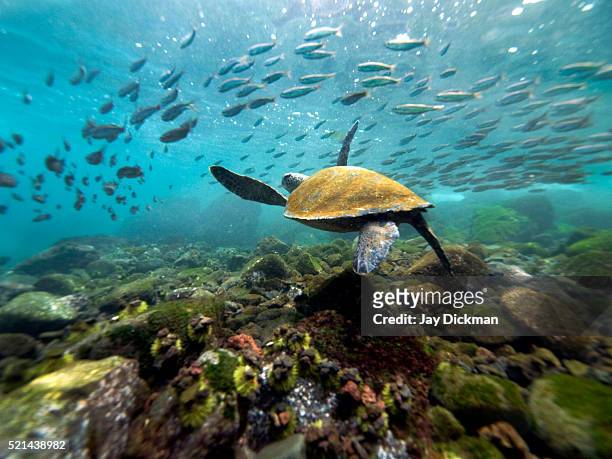 galapagos turtle - îles galapagos photos et images de collection