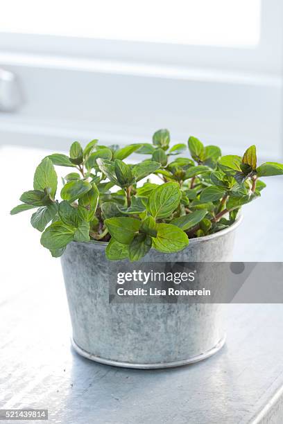 lemon balm plant in tin pot - erva cidreira imagens e fotografias de stock