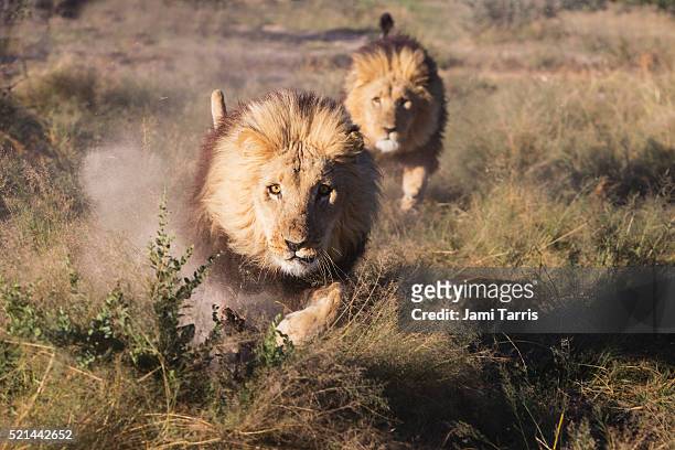 two adult male lions in captivity running at full speed, - male animal fotografías e imágenes de stock