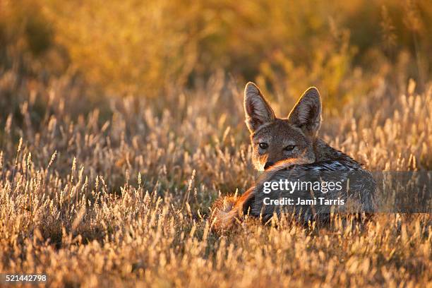 a black-backed jackal curled up in the morning sun, backlit - kalahari stockfoto's en -beelden