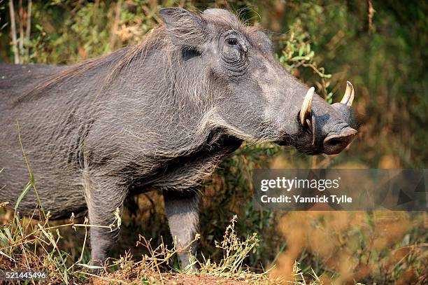 warthog in lake mburo national park, uganda - boar tusk stock pictures, royalty-free photos & images