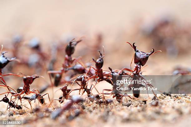 army ants in lake mburo national park, uganda - ameise stock-fotos und bilder