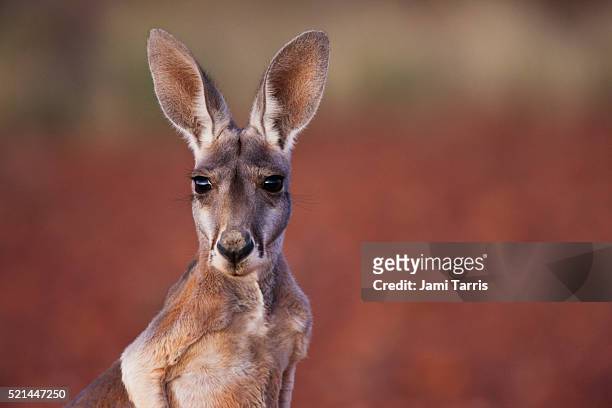 red kangaroo joey portrait - joey kangaroo photos et images de collection