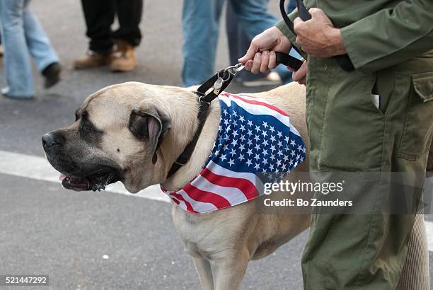 working dog - dog american flag bandana stock pictures, royalty-free photos & images