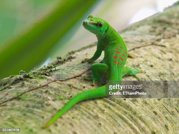 madagascar day gecko - geco foto e immagini stock