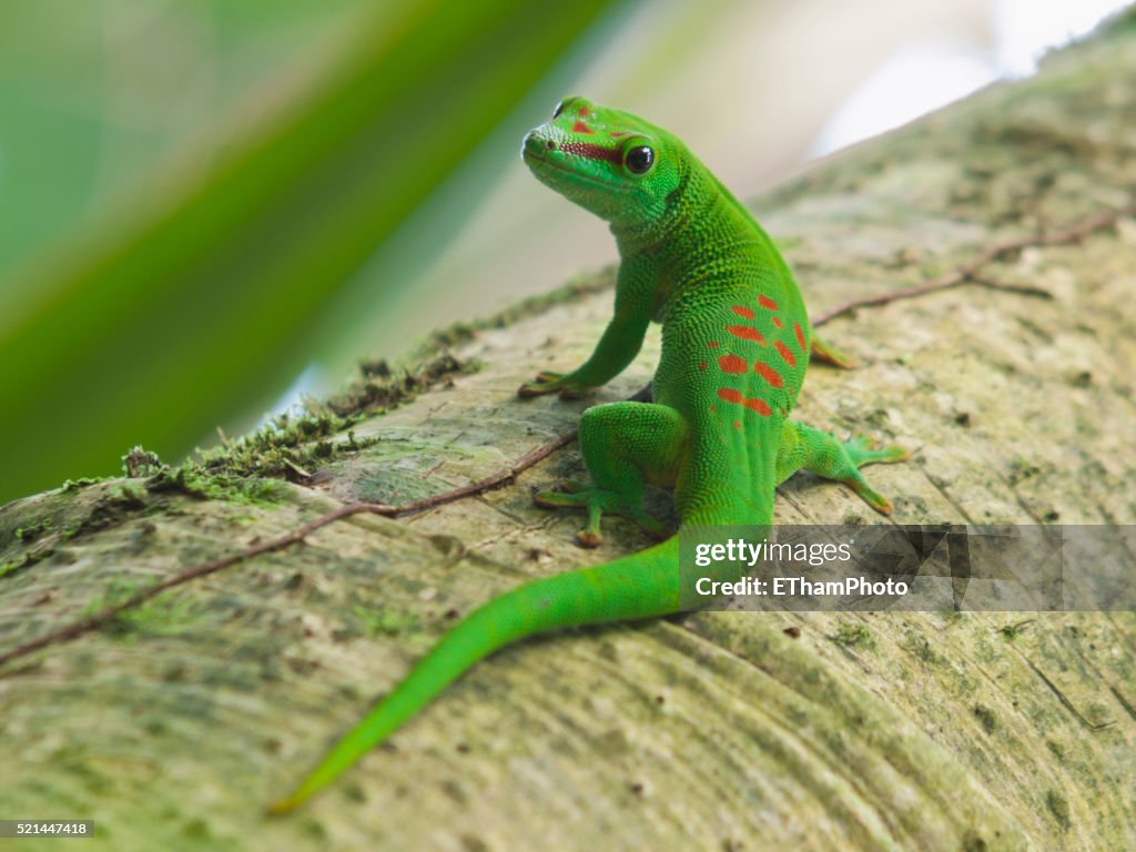 Madagascar Day Gecko