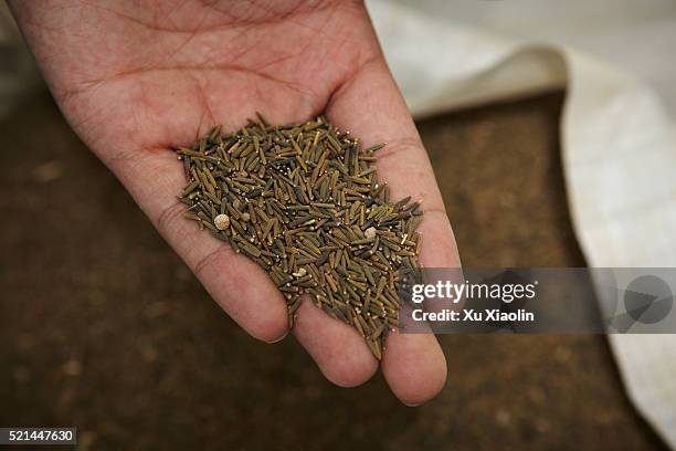 chinese uighur medicine - cumin stock pictures, royalty-free photos & images