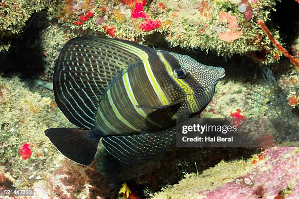 pacific sailfin tang - acanthuridae stock pictures, royalty-free photos & images