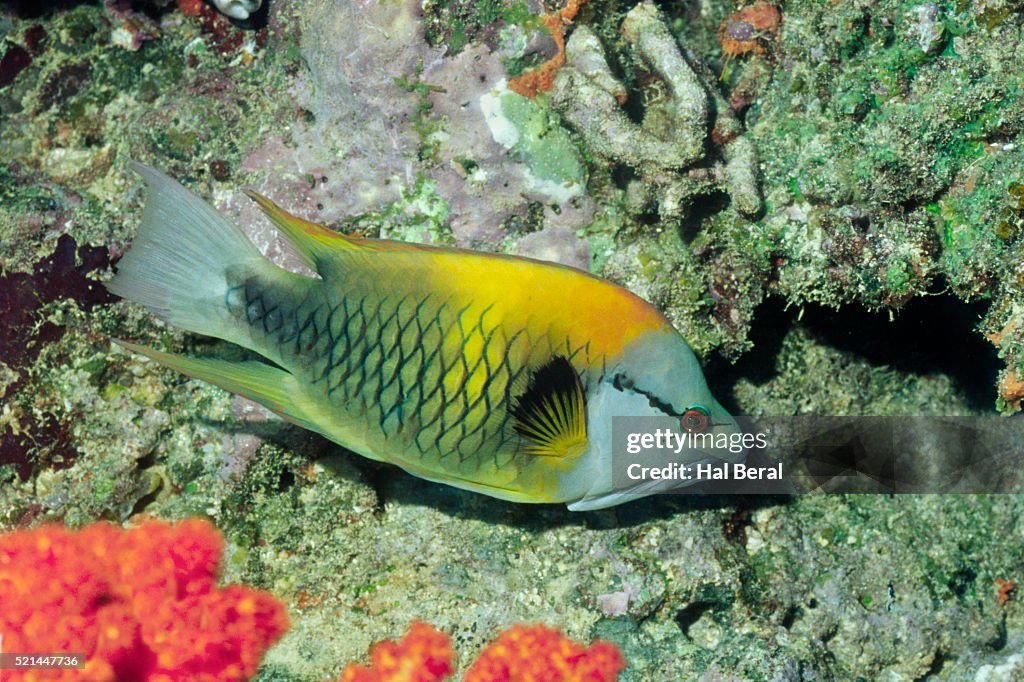 Slingjaw Wrasse