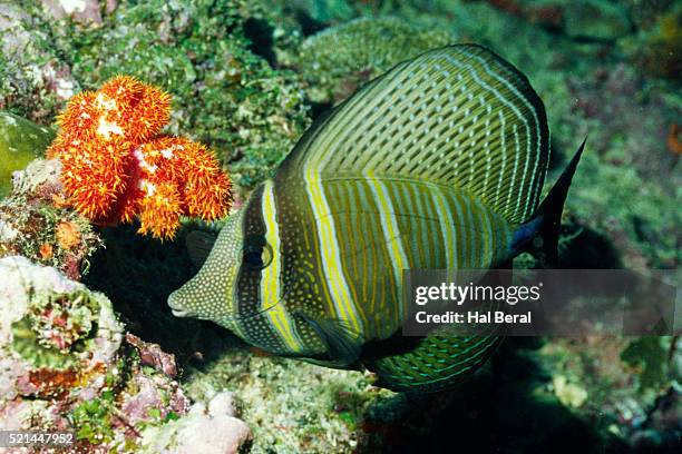 pacific sailfin tang - acanthuridae stock pictures, royalty-free photos & images