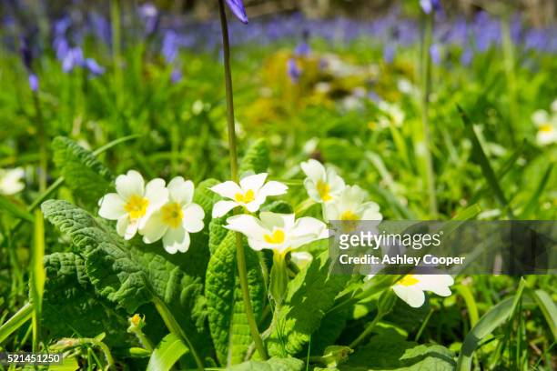 primroses and bluebells growing in oxenber woods above austwick in the yorkshire dales - primula stock pictures, royalty-free photos & images