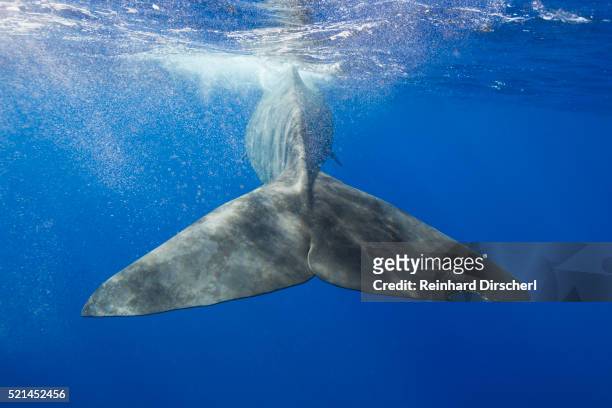 sperm whale tail - dominica stock pictures, royalty-free photos & images