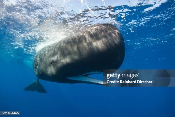 sperm whale (physeter macrocephalus) - sperm whale stock pictures, royalty-free photos & images