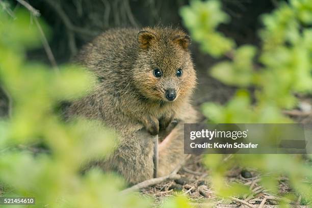 quokka (setonix brachyurus) rottnest island, perth, western australia - quokka imagens e fotografias de stock