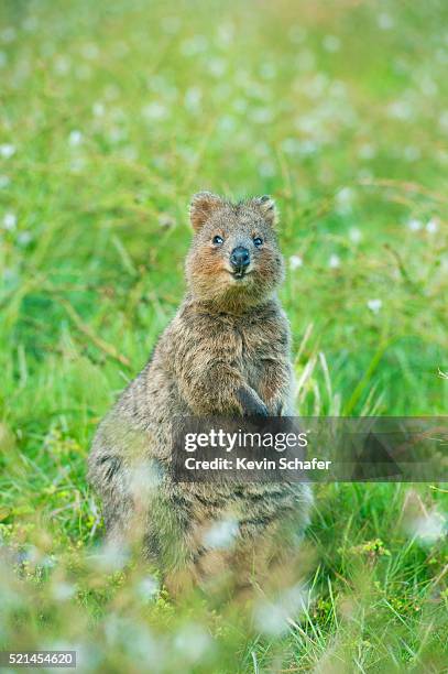 quokka (setonix brachyurus) rottnest island, perth, western australia - quokka stock-fotos und bilder