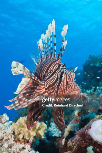 lionfish (pterois miles) - lion fish stock pictures, royalty-free photos & images