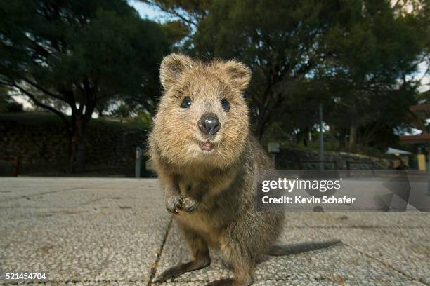 quokka (setonix brachyurus) rottnest island, perth, western australia - rottnest island stock pictures, royalty-free photos & images