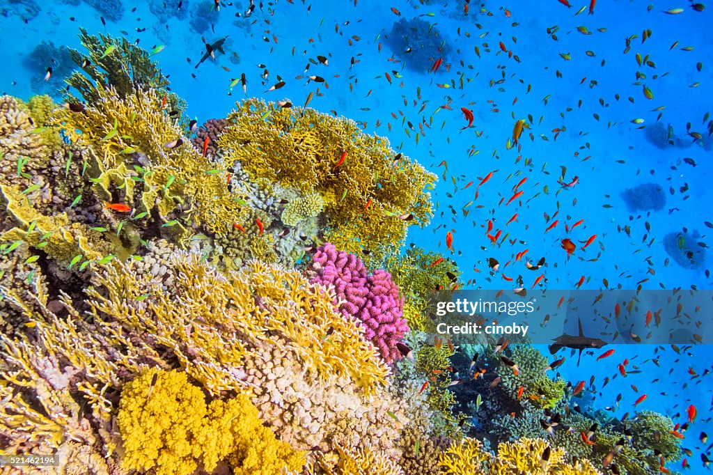 School of Fishes in Goral Garden on Red Sea