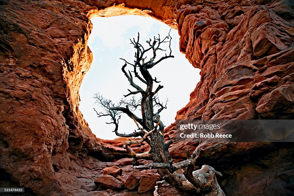 Sandstone rock arch with tree in Arches National Park, Utah